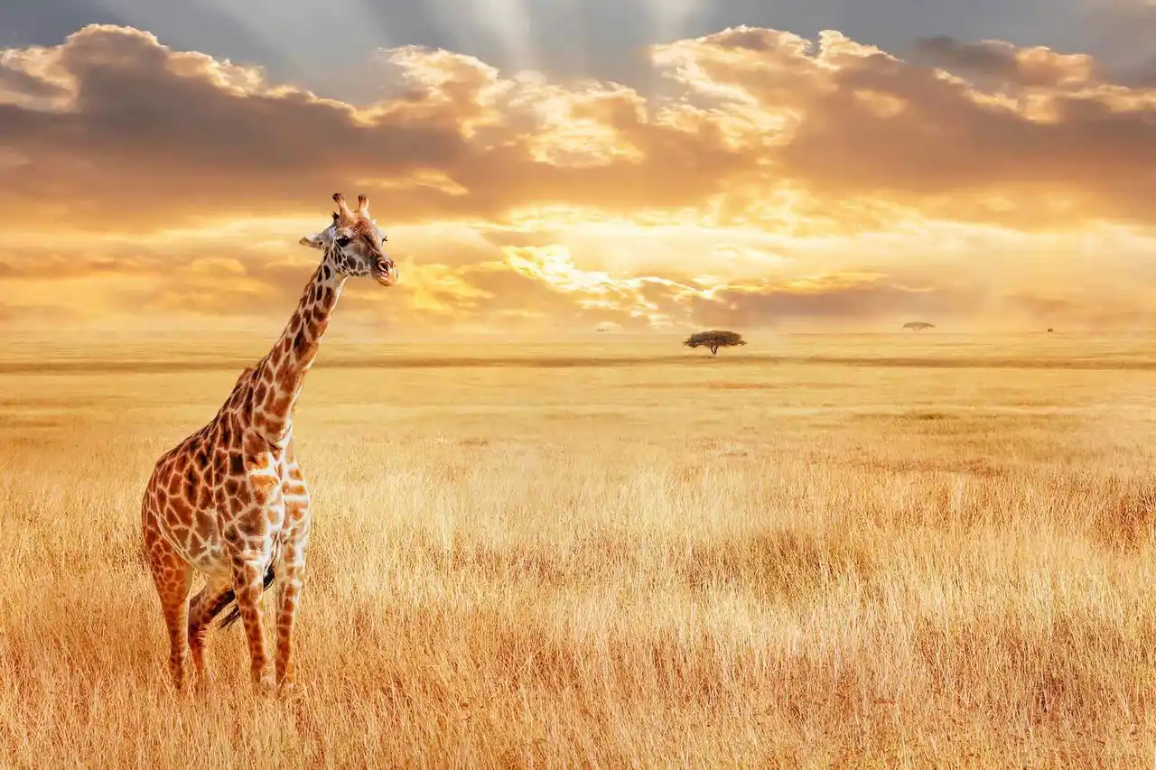 Giraffe at sunset