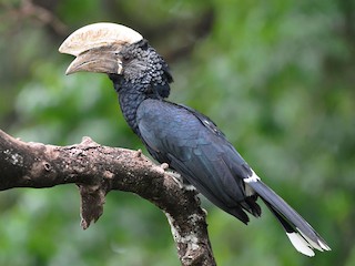Silvery-cheeked hornbill