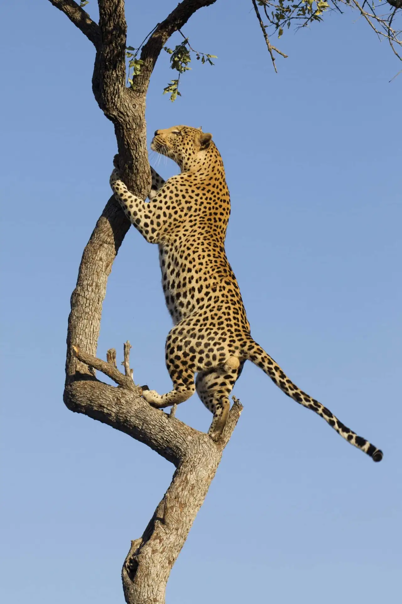 Leopard in a tree