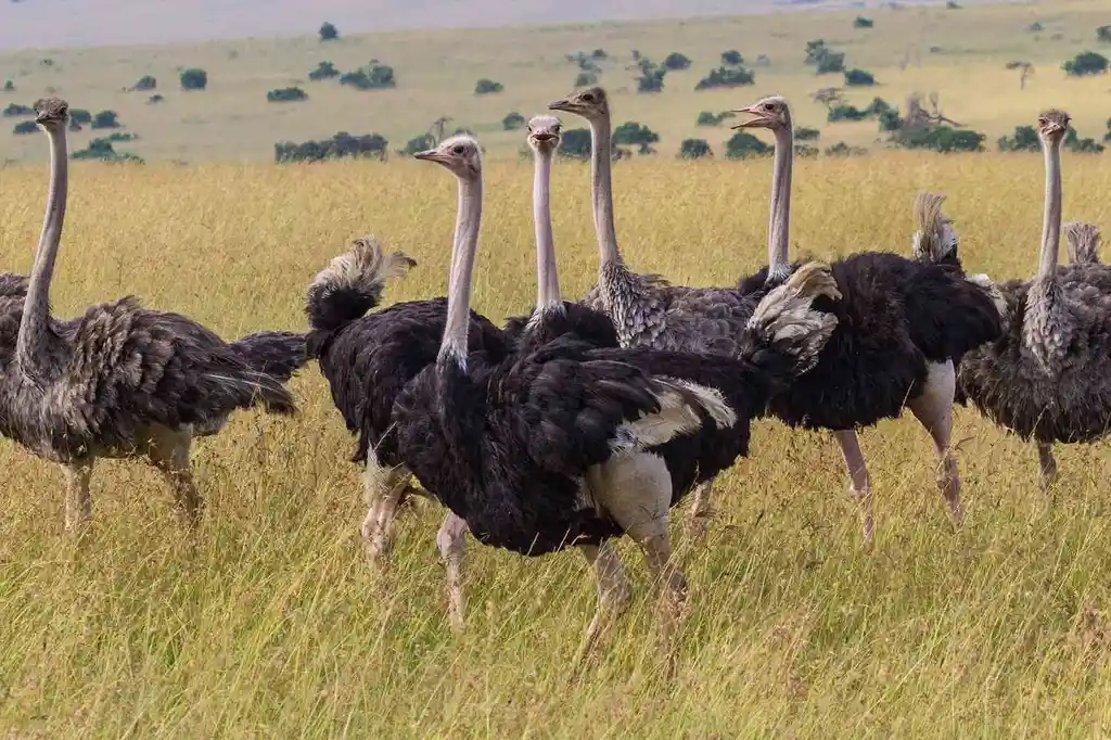 Ostrich in the wild