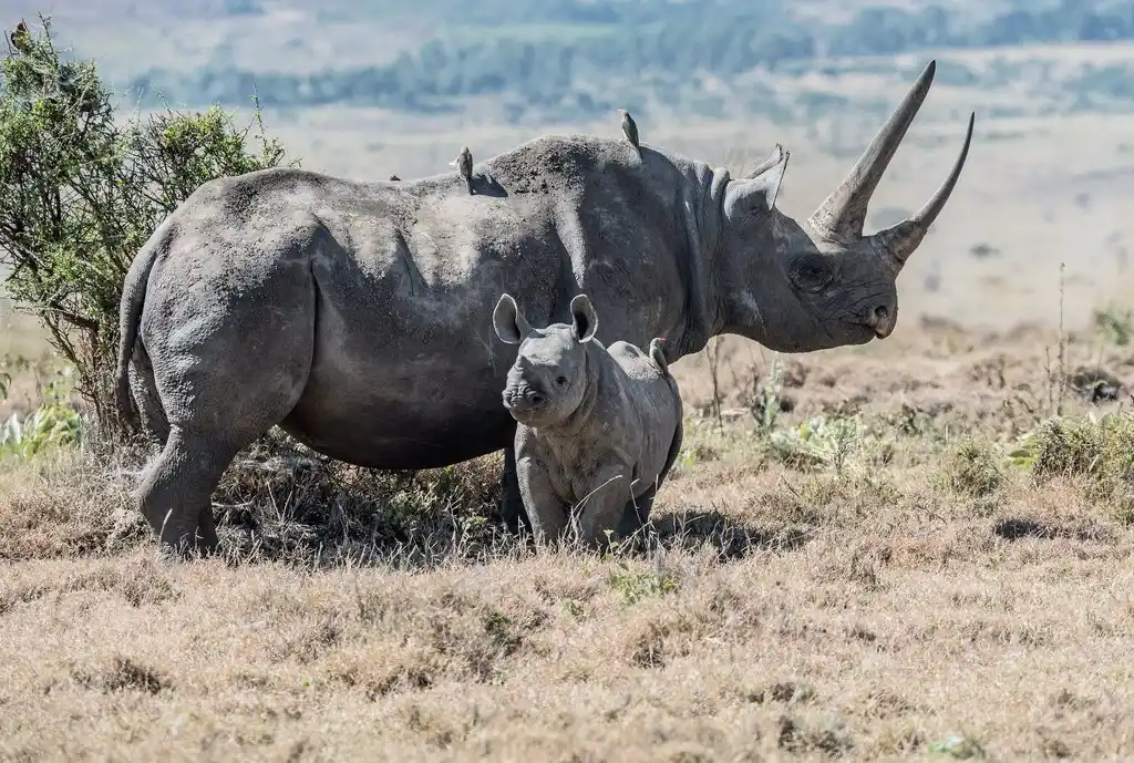 Black rhino