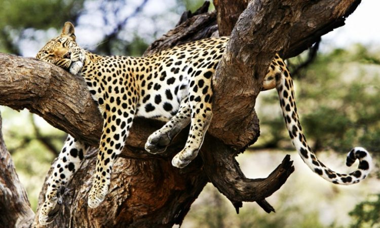 Tsavo West National Park - volcanic hills and safari landscape