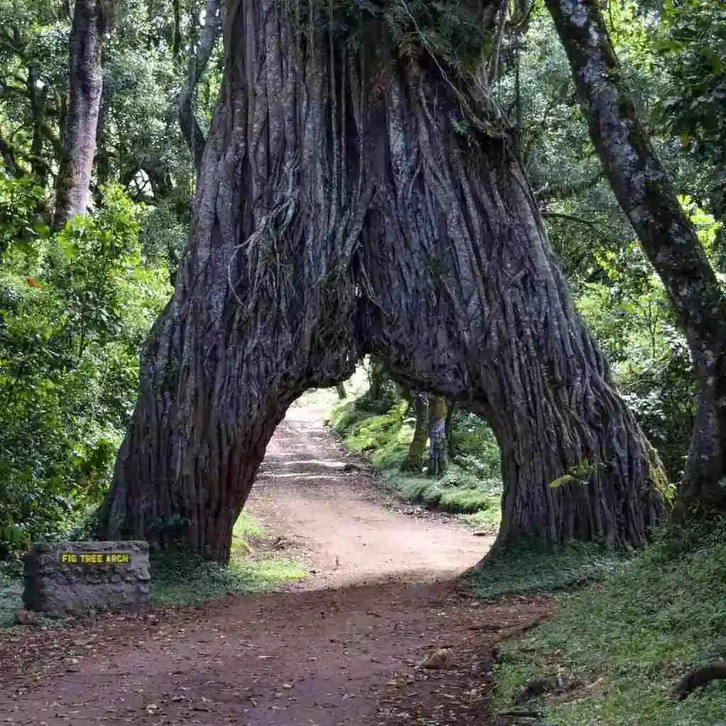 Arusha National Park with Mount Meru