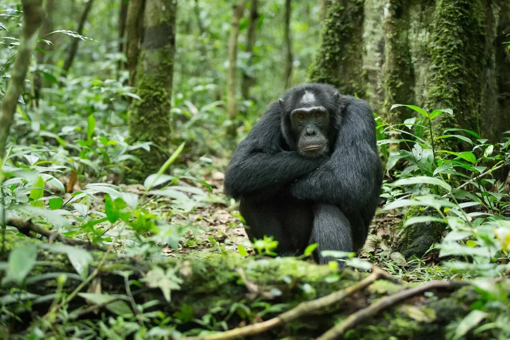 Chimpanzee Tracking