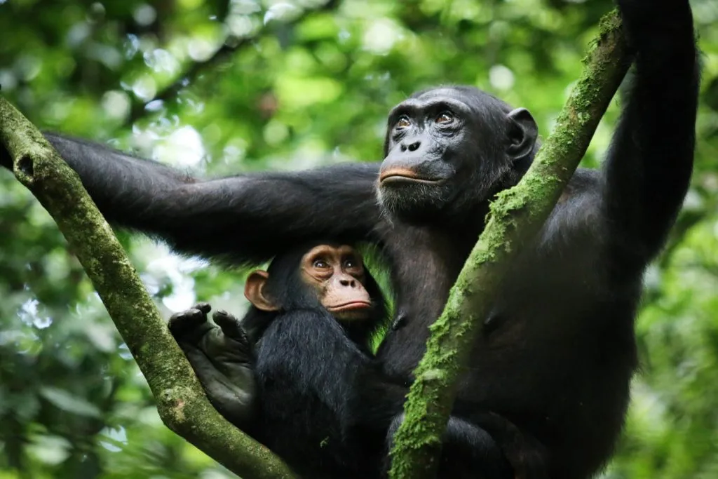 Kibale Forest National Park