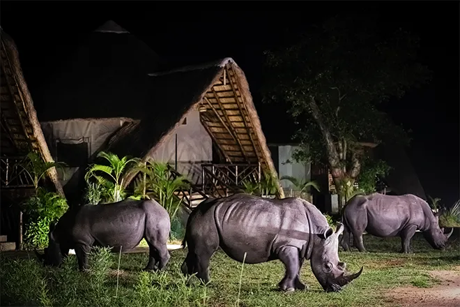 Ziwa Rhino Sanctuary - southern white rhino tracked on foot