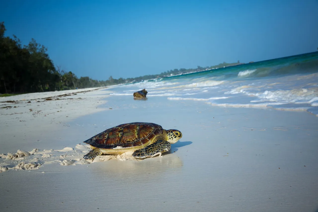 Watamu Beach, Kenya