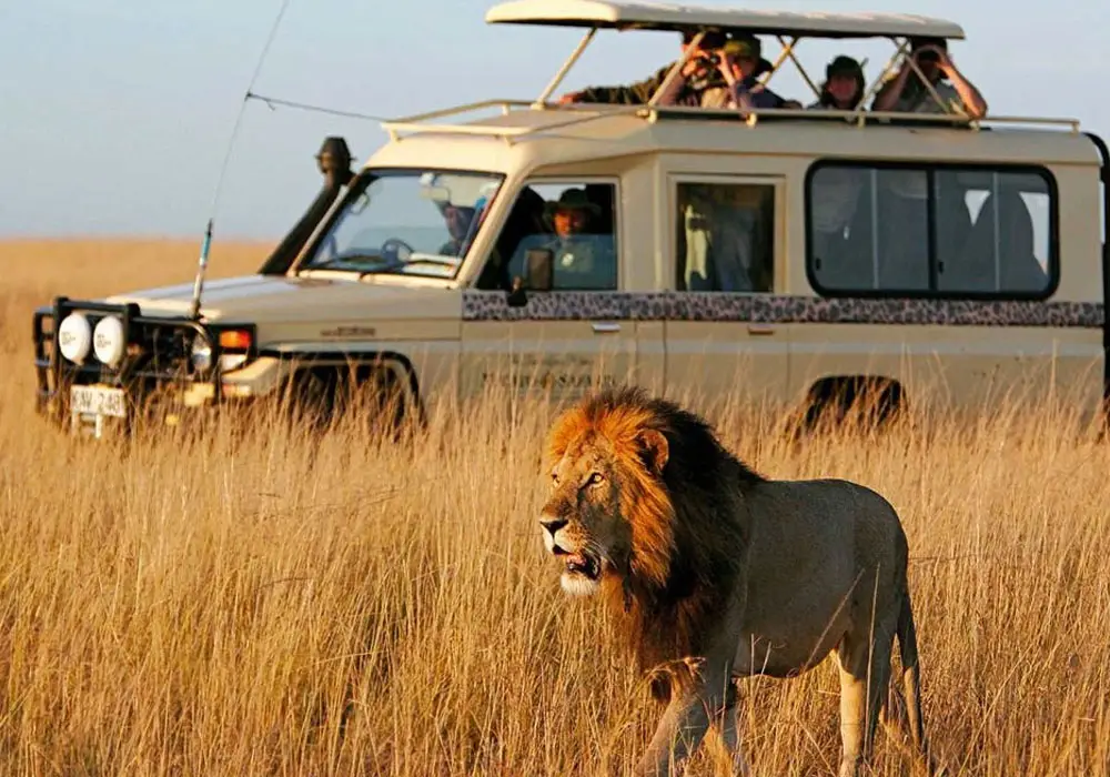 Safari vehicle safety